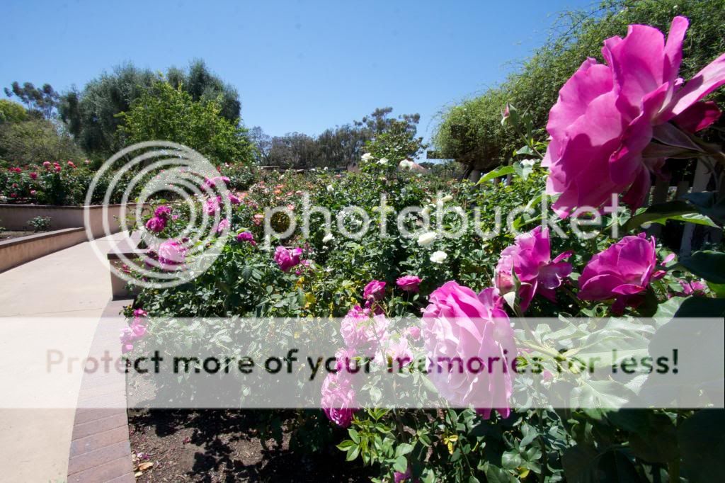 Wild Blue Yonder photo IMG_0909_zps9c157a52.jpg